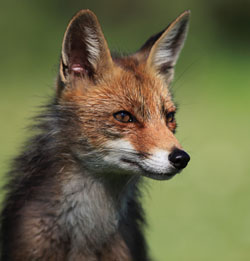 Fox control from Stratford Pest Control
