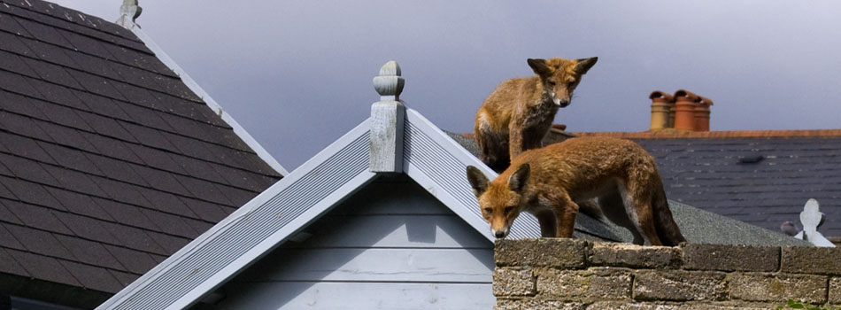 fox control from Stratford Pest Control
