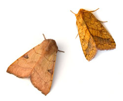 Moth treatments from Stratford Pest Control