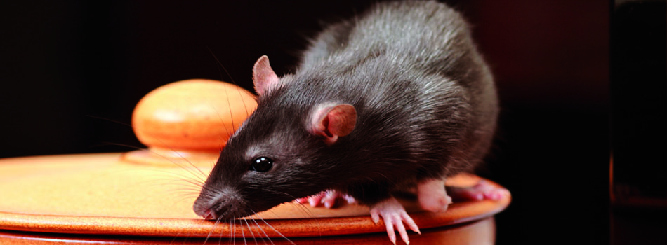 Rat control from Stratford Pest Control
