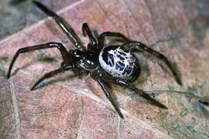 False Widow spider control